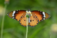 Danaus chrysippus