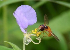 Syrphidae
