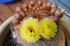 Parodia
