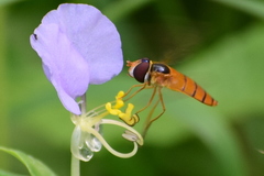 Syrphidae
