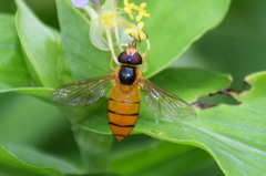 Syrphidae