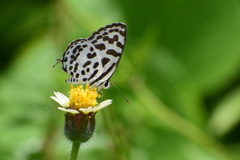 Castalius rosimon