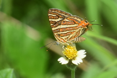 Cigaritis vulcanus