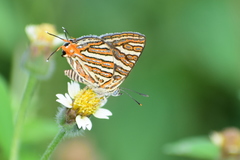 Cigaritis vulcanus