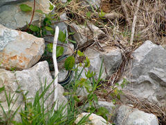 Thamnophis proximus proximus