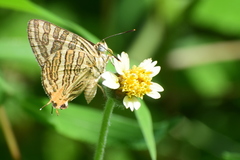Cigaritis vulcanus