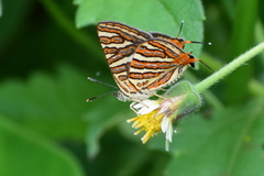 Cigaritis vulcanus