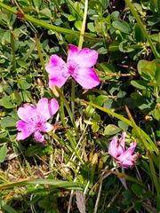 Dianthus alpinus