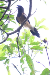 Dendrocitta vagabunda