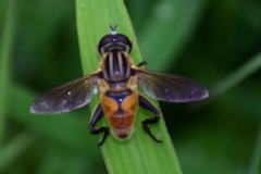 Syrphidae