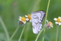 Appias libythea