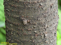 Neoscona adianta