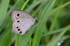 Ypthima huebneri