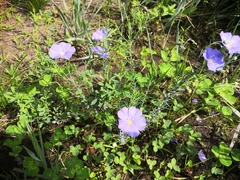 Linum komarovii