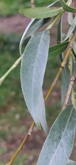 Salix alba
