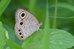Ypthima huebneri