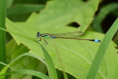 Ischnura senegalensis