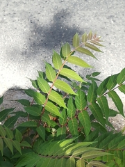 Ailanthus altissima