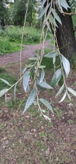 Salix alba