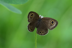 Ypthima huebneri