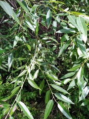 Salix