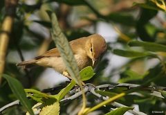 Phylloscopus trochilus