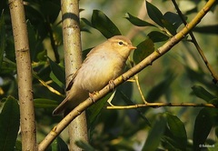 Phylloscopus trochilus