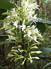 Corymborkis veratrifolia