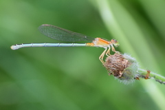 Ischnura senegalensis