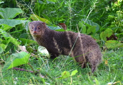 Urva auropunctata