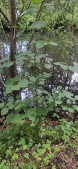 Alnus glutinosa