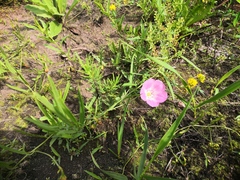 Convolvulus chinensis