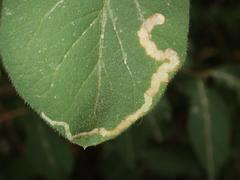 Aulagromyza hendeliana