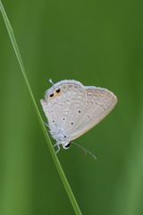 Euchrysops cnejus