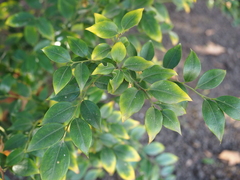 Sarcococca ruscifolia