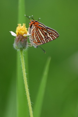 Cigaritis vulcanus