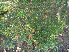 Sarcococca ruscifolia