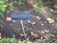 Sarcococca ruscifolia