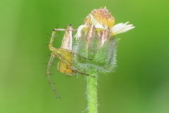 Oxyopes