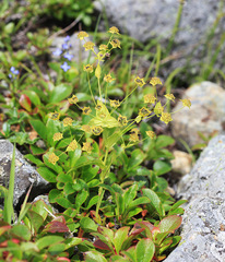 Bupleurum euphorbioides