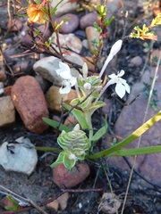 Lapeirousia pyramidalis