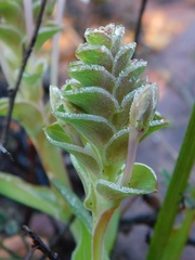 Lapeirousia pyramidalis
