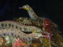 Corythoichthys haematopterus