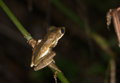 Common Hour-Glass Tree-Frog photo 2