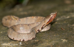 Lowland Hump-Nosed Viper photo 3