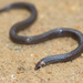 Günther's Rough-sided Snake - Photo (c) Ashley Wahlberg, some rights reserved (CC BY-NC)