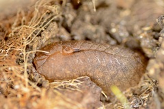 Pseudaneitea