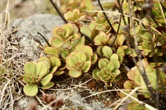 Veronica lavaudiana