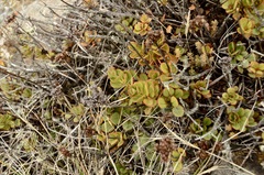 Veronica lavaudiana