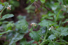 Phacelia malvifolia